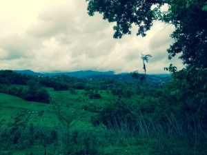 Foothills of El Yunque, MO 2014
